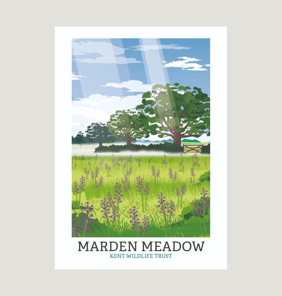 White Marden Meadow Illustrated Print A3