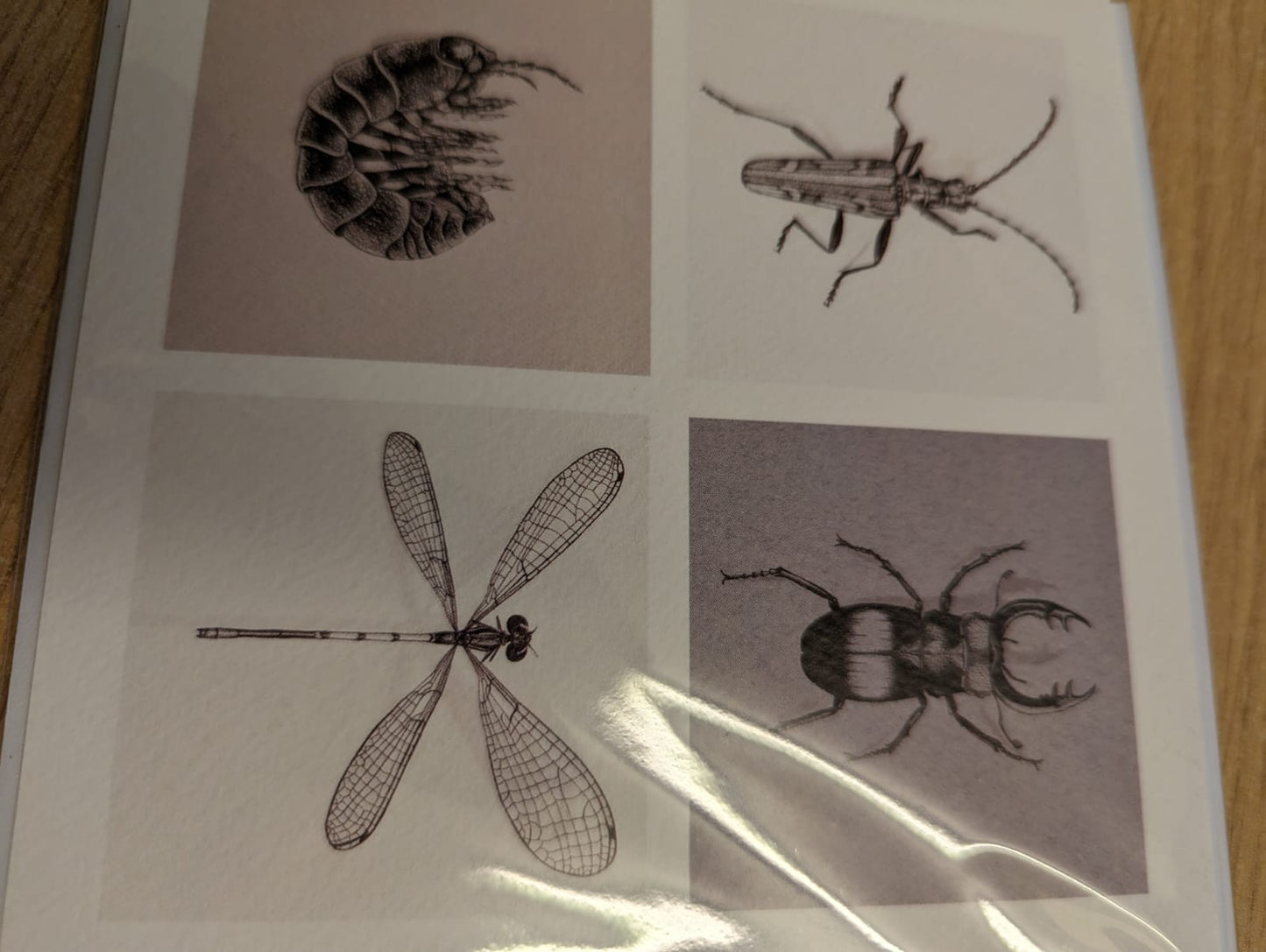 Longhorn Beetle, Stag Beetle, Woodlouse & Damselfly Greeting Card