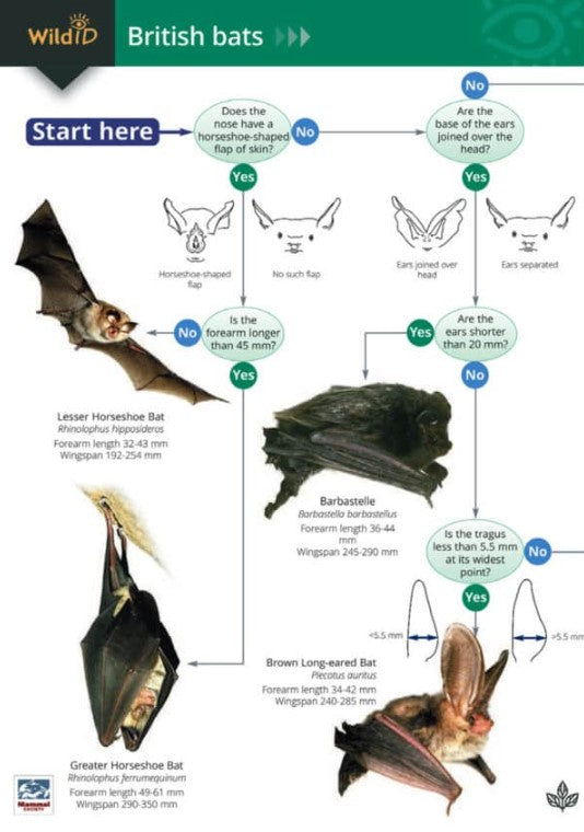 Wild ID British Bats