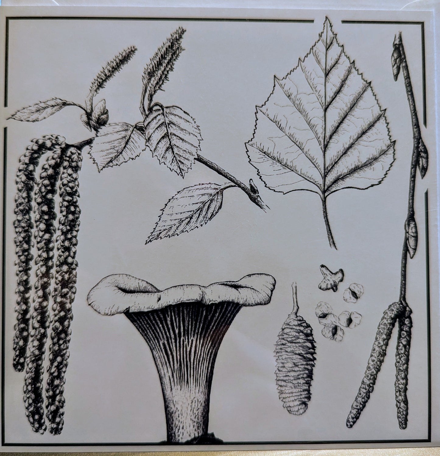 Silver Birch Greeting Card