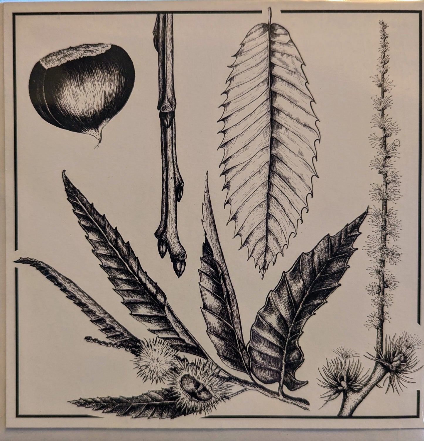 Sweet Chestnut Gift Card