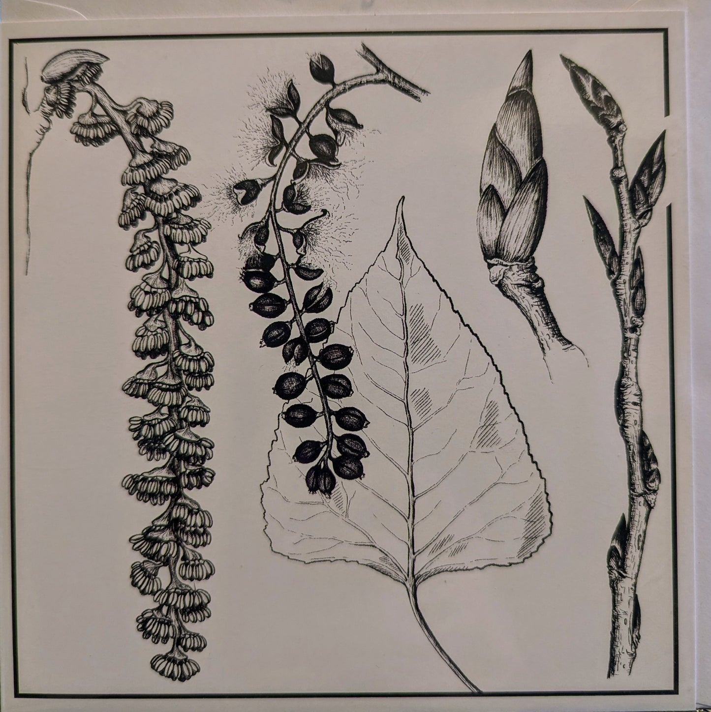 Black Poplar Greeting Card