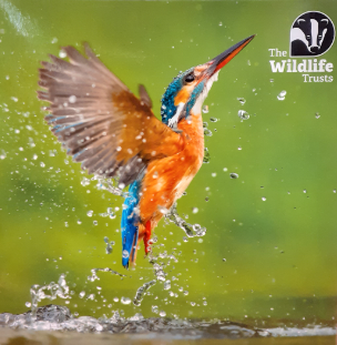 The Wildlife Trust British Birds Greeting Cards - Pack of 8