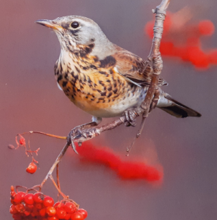 The Wildlife Trust British Birds Greeting Cards - Pack of 8