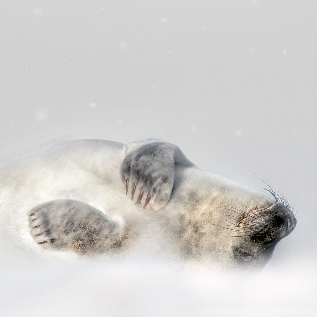 Grey Seal in Snow