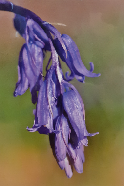 Bluebell Detail Greeting Card
