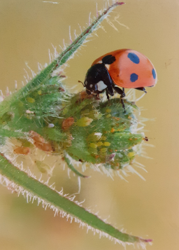 Ladybird Photograph Greeting Card