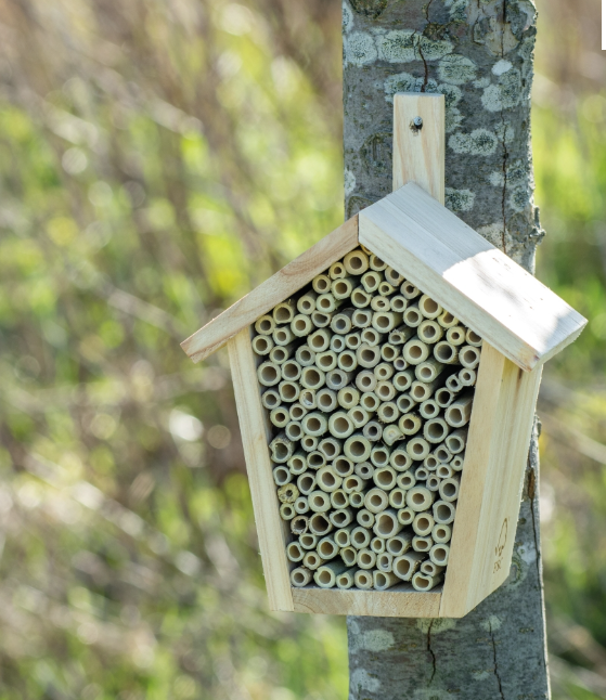 Pinta insect house