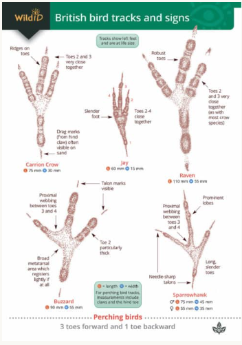 Wild ID Guide to British Birds Tracks and Signs