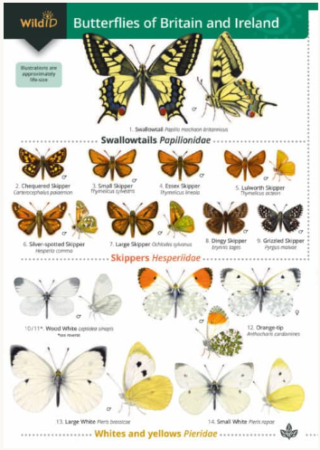 Wild ID Butterflies of Britain and Ireland