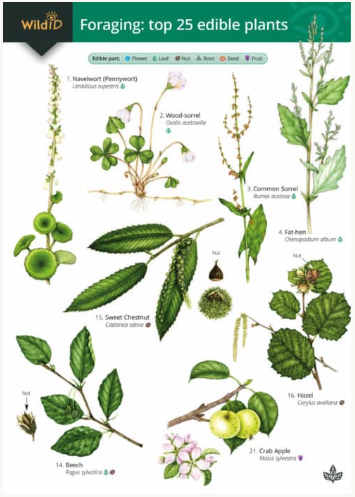 Wild ID Guide to Foraging
