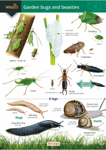 Wild ID Garden Bugs & Beasties