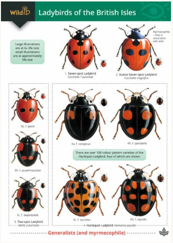 Wild ID Ladybirds of the British Isles