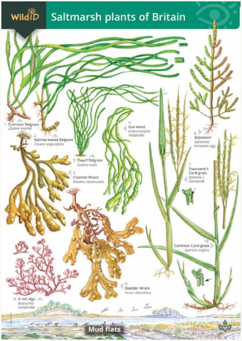Wild ID Saltmarsh Plants of Britain