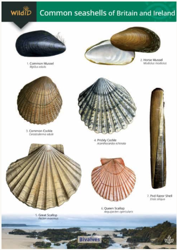 Wild ID Common Seashells of Britain and Ireland
