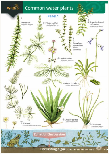 Wild ID Commoner Water Plants
