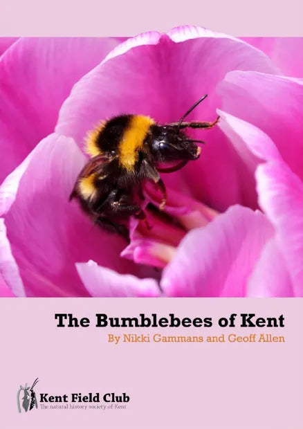 Bumblebees of Kent