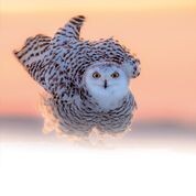 Christmas Card Snowy Owl 10pk