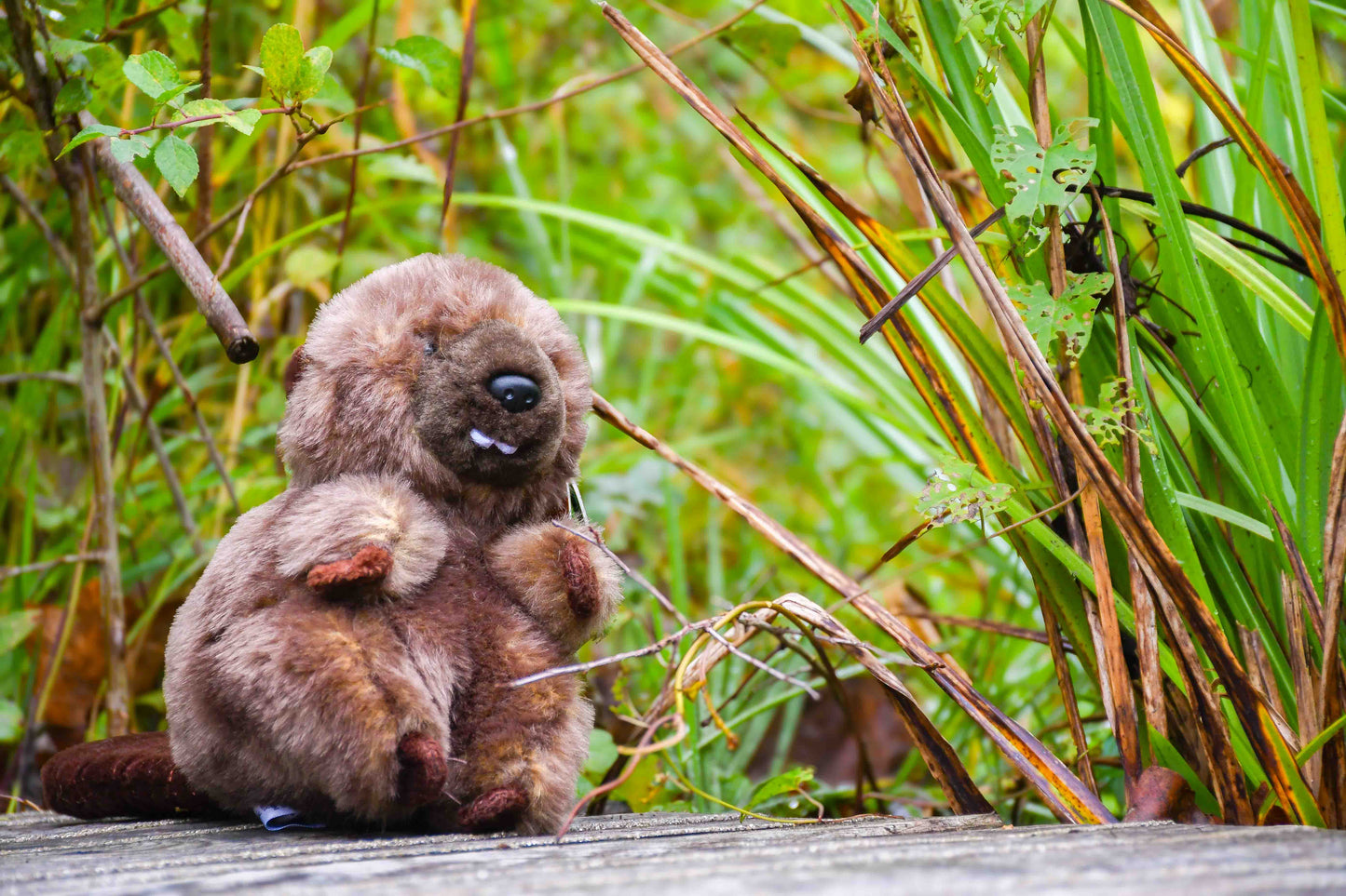 Adopt a Species - Beaver