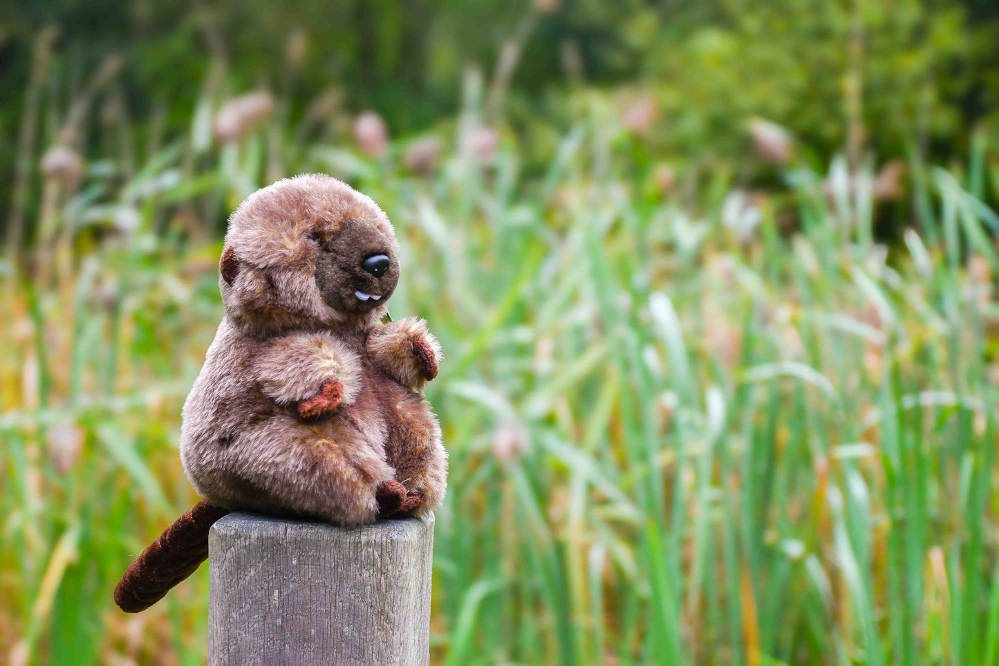 Adopt a Species - Beaver