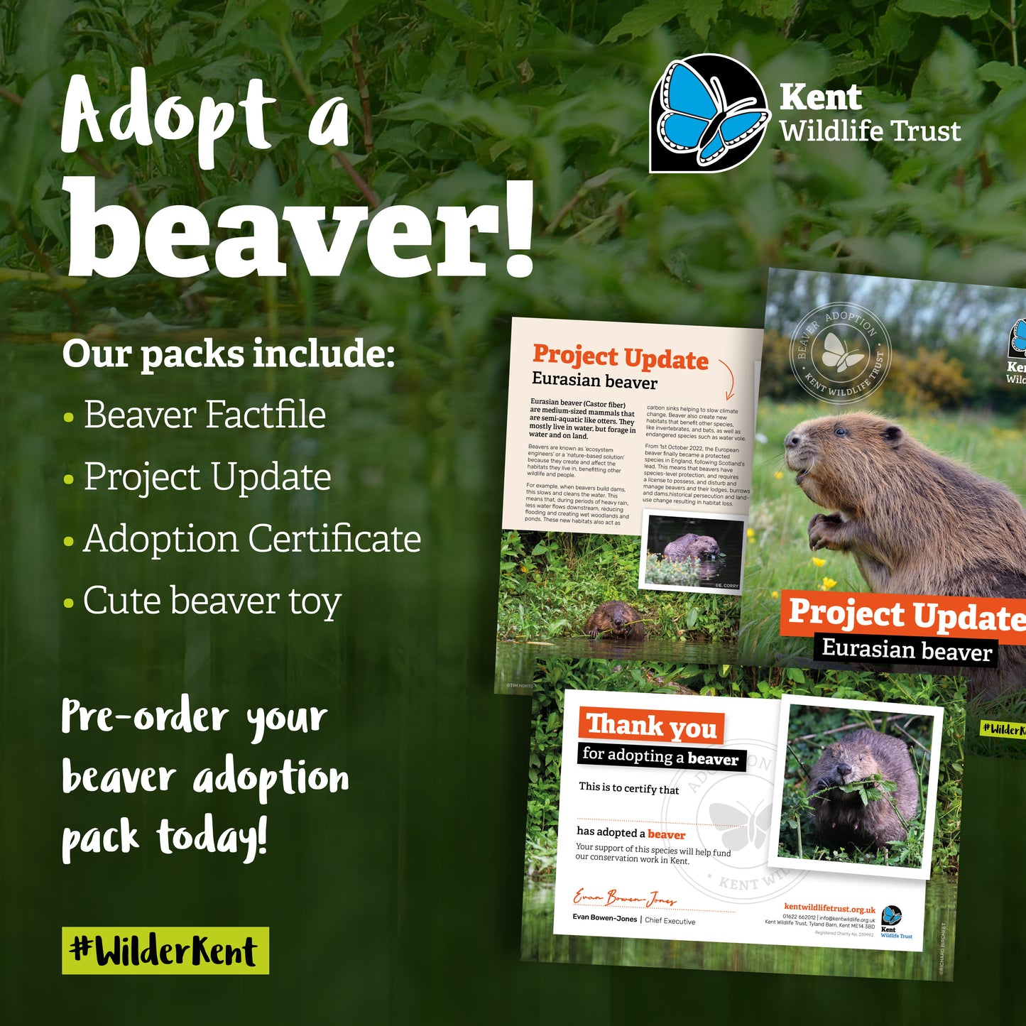 Adopt a Species - Beaver