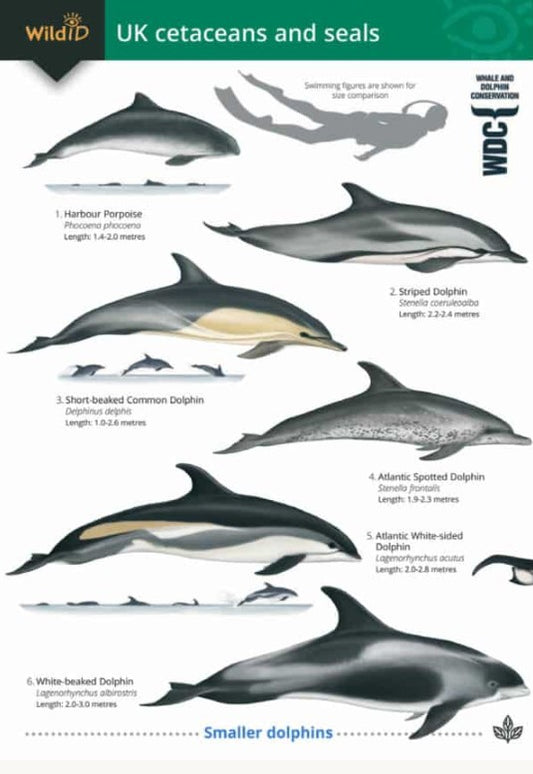 Wild ID Cetaceans and seals