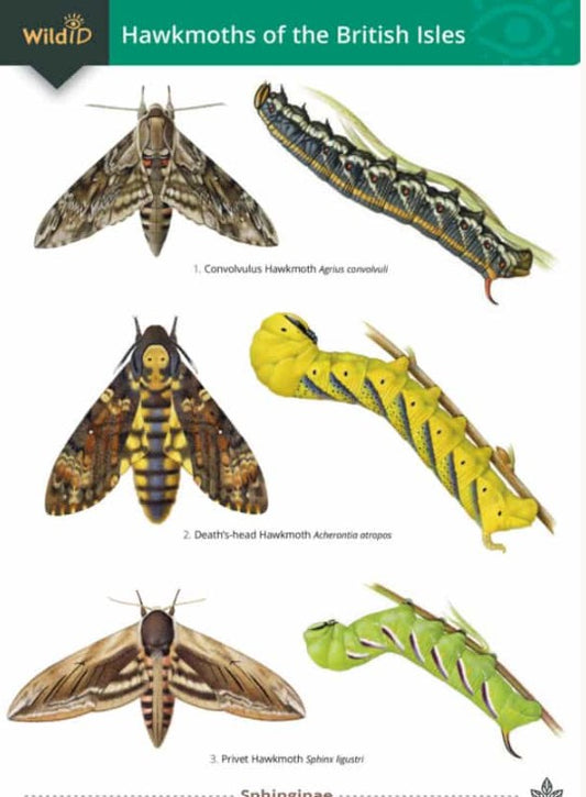 Wild ID Hawkmoths of the British Isles