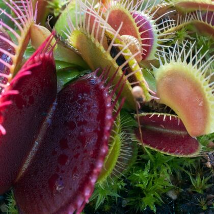 Carnivorous Plant Seed Kit