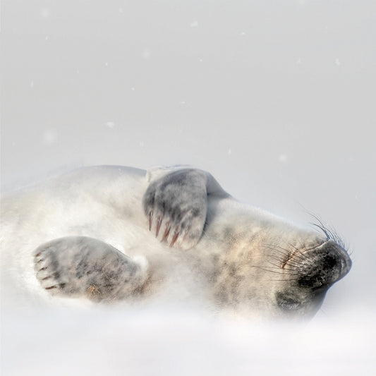 Grey Seal in Snow