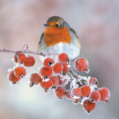 Christmas Card  Robin (10 pack)