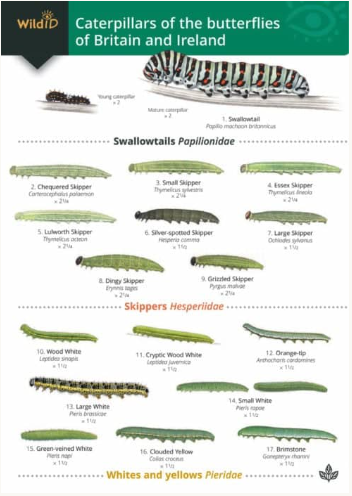 Wild ID Caterpillars of the Butterflies of Britain and Ireland