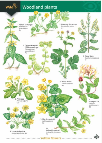 Wildlife ID Woodland Plants