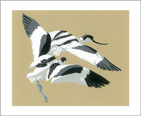 Avocet chasing – Kent Wildlife Trust