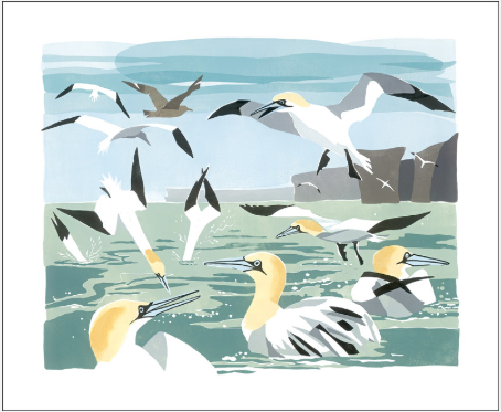 Gannets Greeting Card