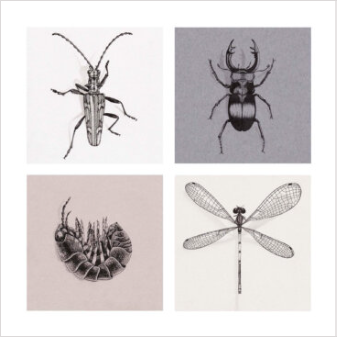 Longhorn Beetle, Stag Beetle, Woodlouse & Damselfly Greeting Card