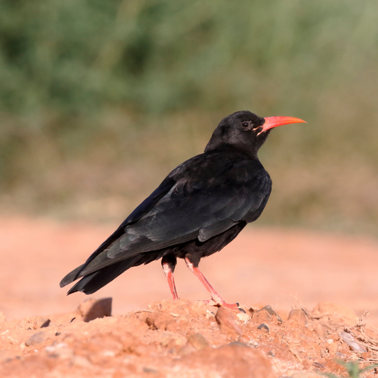 Adopt a Species - Chough