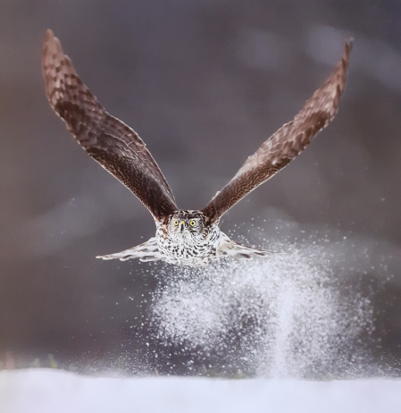 Goshawk in Snow Christmas Cards