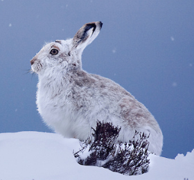 Mountain Hare Christmas Cards