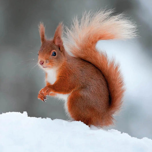 Red Squirrel in Snow Christmas Cards (10 pack)