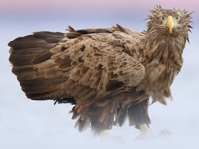 White Tailed Eagle Christmas Cards