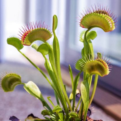 Carnivorous Plant Seed Kit