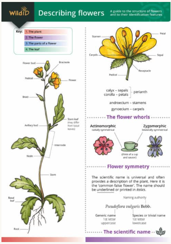 Wild ID Describing Flowers