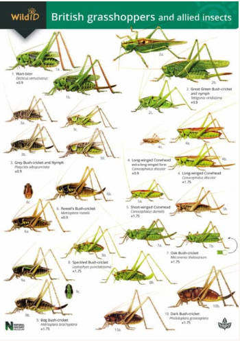 Wild ID British Grasshoppers and Allied Insects