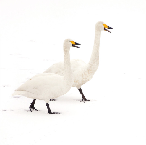 Whooper Swans in Snow Christmas Card Pack